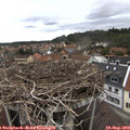 12_10-nest.jpg