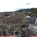 12_50-nest.jpg