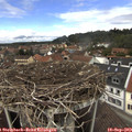 13_25-nest.jpg