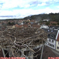 13_40-nest.jpg