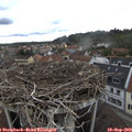 13_50-nest.jpg