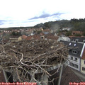 14_50-nest.jpg
