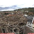 15_00-nest.jpg