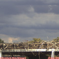15_50-mast.jpg
