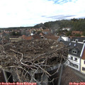 16_00-nest.jpg