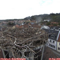 16_50-nest.jpg