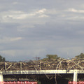17_00-mast.jpg