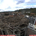17_00-nest.jpg
