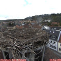 17_10-nest.jpg