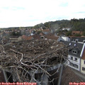 17_30-nest.jpg