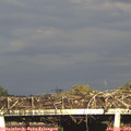 17_35-mast.jpg