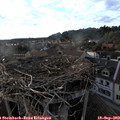 18_25-nest.jpg