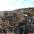 18_30-nest.jpg