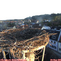 07_20-nest.jpg