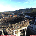 07_40-nest.jpg