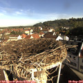 09_00-nest.jpg