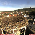 09_10-nest.jpg