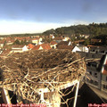 09_30-nest.jpg