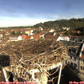 09_50-nest.jpg