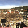 10_15-nest.jpg