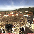 10_50-nest.jpg