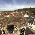 11_05-nest.jpg