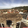 11_10-nest.jpg