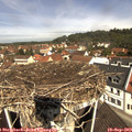 11_20-nest.jpg