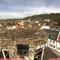 11_25-nest.jpg