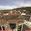 11_35-nest.jpg