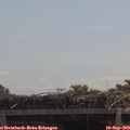 11_50-mast.jpg