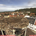 12_00-nest.jpg
