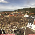 12_15-nest.jpg