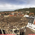 12_35-nest.jpg