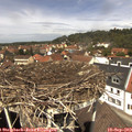 12_40-nest.jpg