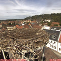 12_50-nest.jpg