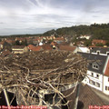 12_55-nest.jpg