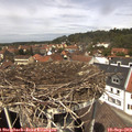 13_00-nest.jpg
