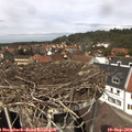 13_15-nest.jpg