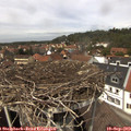 13_25-nest.jpg