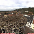 13_30-nest.jpg