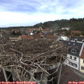 14_00-nest.jpg