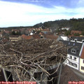 14_20-nest.jpg