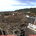 14_25-nest.jpg