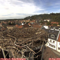 14_50-nest.jpg