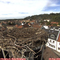 15_05-nest.jpg