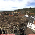 15_10-nest.jpg