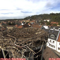 15_15-nest.jpg