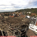 15_20-nest.jpg