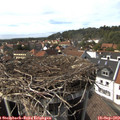 15_25-nest.jpg